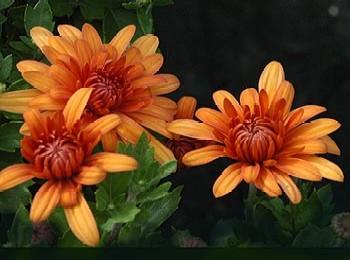 November Chrysanthemum.jpg